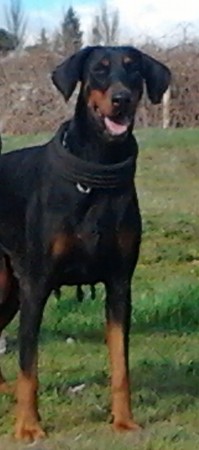 YBOCHARA DE BORAMORENA
